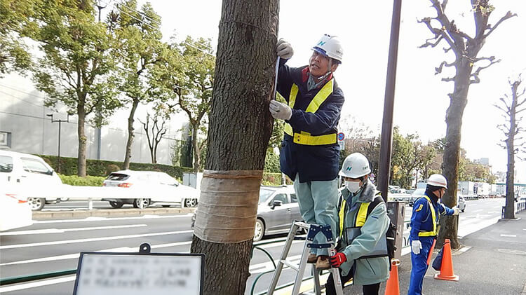 街路樹樹木診断